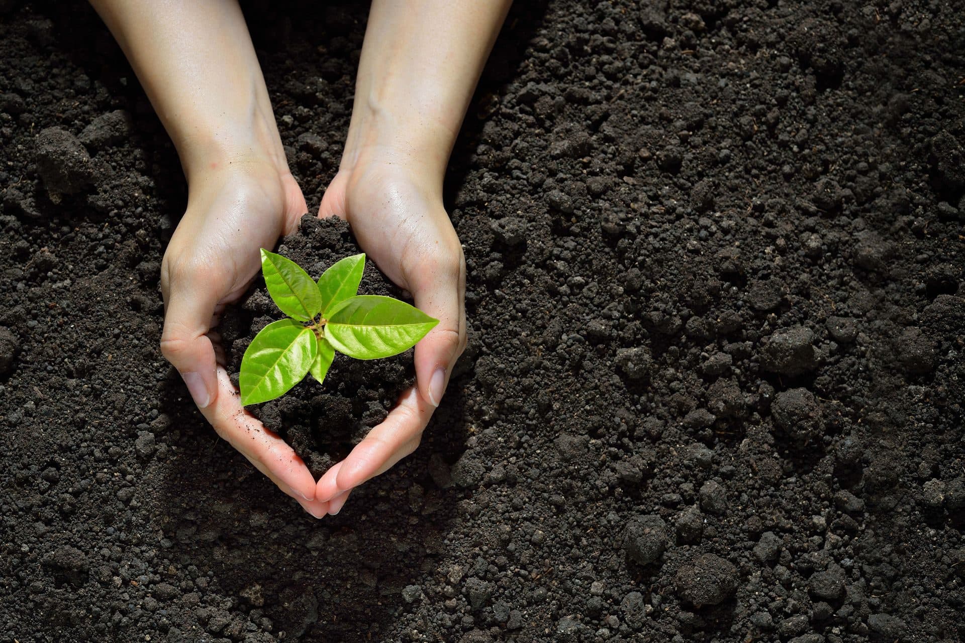 Two hands cupping a small green seedling in dark soil, representing healing and growth after trauma