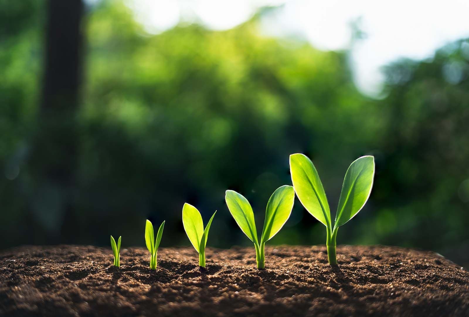 Seedlings growing in sunlight